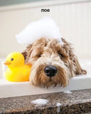 Moe Puppy
