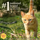 Burt's Bees Hypoallergenic Cat Shampoo | Shea Butter & Honey | pH-Balanced | Fragrance-Free | 296 ml