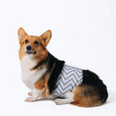 M-Pets Washable Male Dog Diapers – XX-Large | Waist 73.6–86.3 cm | Reusable, Leakproof & Breathable Belly Bands