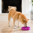Outward Hound Fun Feeder Mini/Medium Slow Feed Bowl – Purple | 2 Cup Capacity | Slows Eating Up to 10x | For Small to Medium Dogs